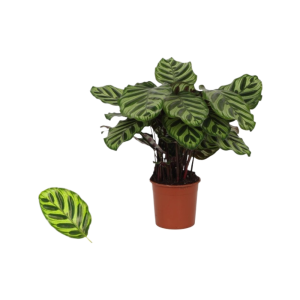 Calathea p14 Makoyana