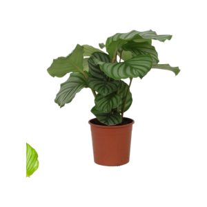 Calathea p14 Orbifolia
