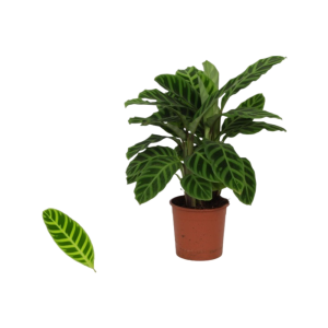 Calathea p14 Zebrina