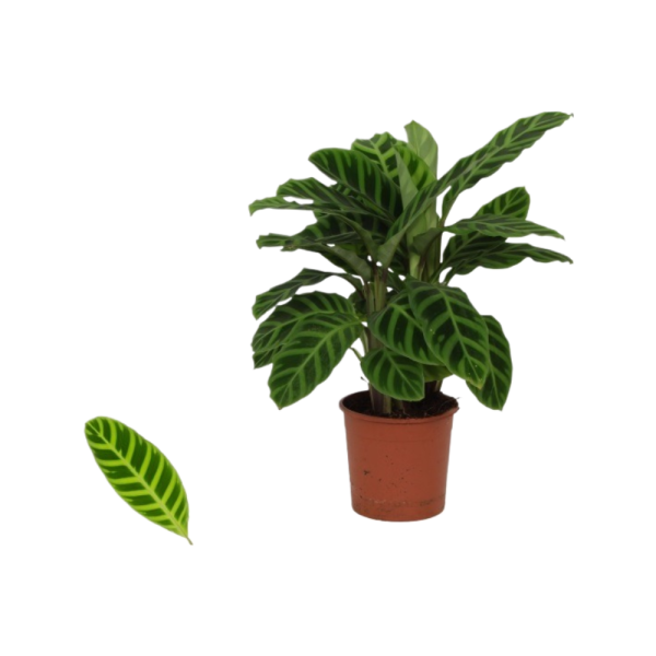 Calathea p14 Zebrina