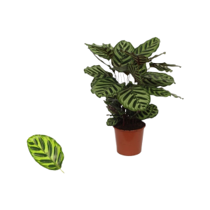 Calathea Makoyana - P17