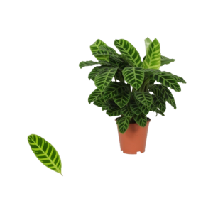Calathea p19 Zebrina