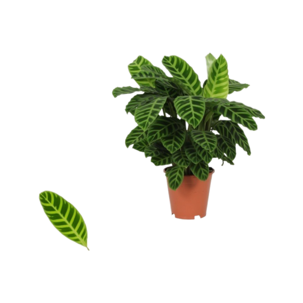 Calathea p19 Zebrina