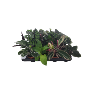 Calathea p7 - verschillende soorten per stuk