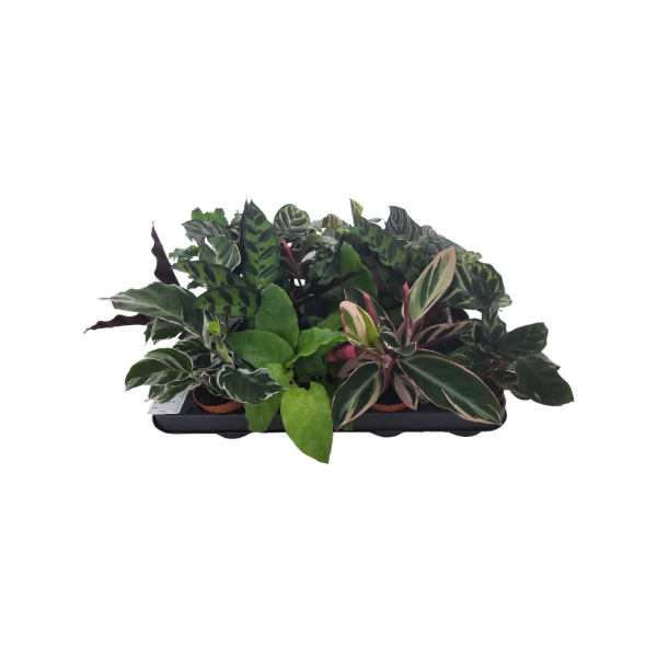 Calathea p7 - verschillende soorten per stuk