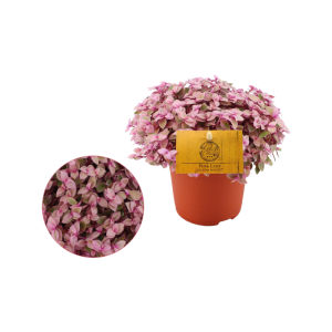 Callisia Rosato P10.5