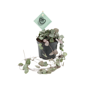 Ceropegia Woodii