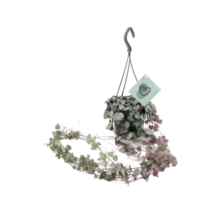 Ceropegia Woodii hangpot