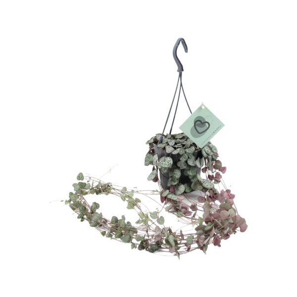 Ceropegia Woodii hangpot