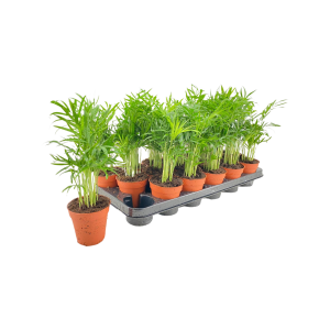 Chamaedorea Elegans - P9