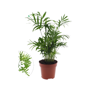 Chamaedorea P12 Elegans