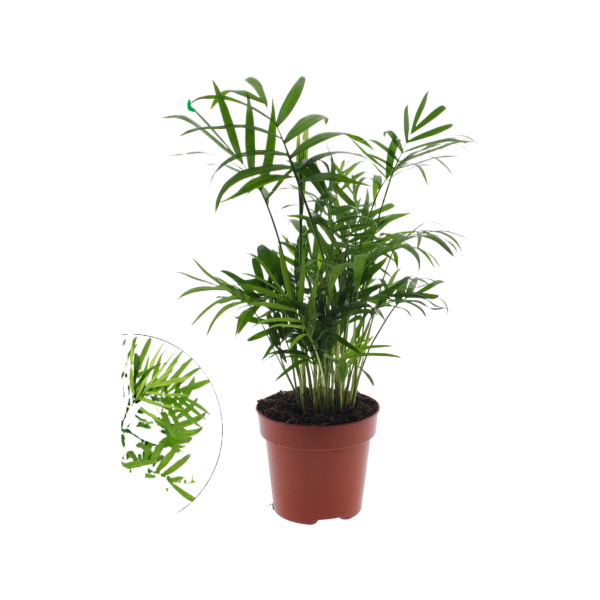 Chamaedorea P12 Elegans