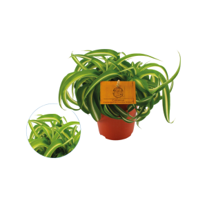 Chlorophytum Bonnie P12