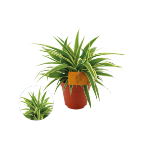 Chlorophytum Ocean P12