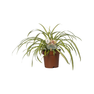 Chlorophytum P12 Atlantic ASP