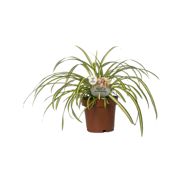 Chlorophytum P12 Atlantic ASP