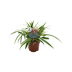 Chlorophytum Com. Vittatum - P13