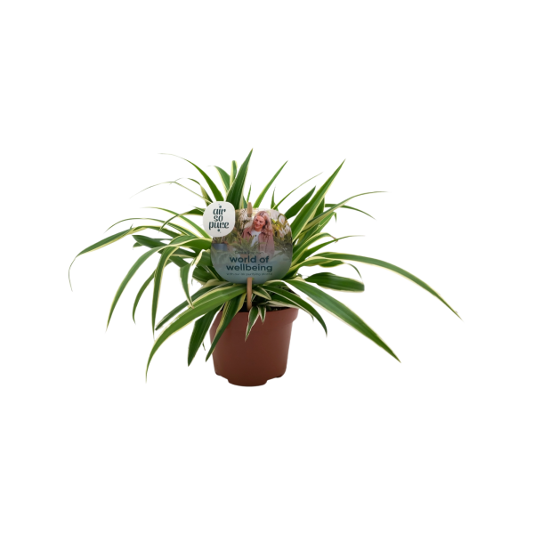 Chlorophytum Com. Vittatum - P13