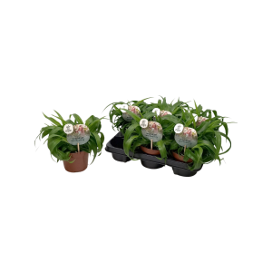 Chlorophytum P13 Green Bonnie ASP