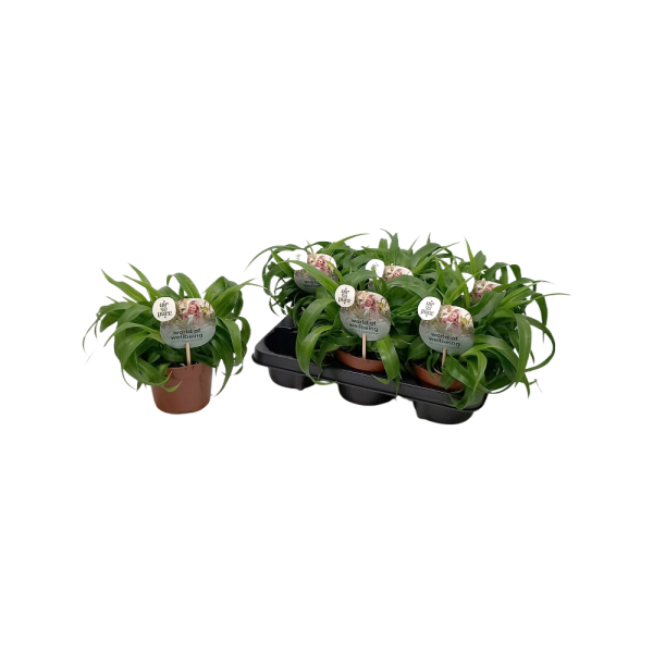 Chlorophytum P13 Green Bonnie ASP