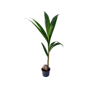 Cocos nucifera - P19