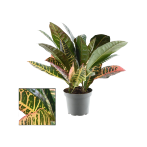 Codiaeum p12 Kopstek Petra 3-5pp