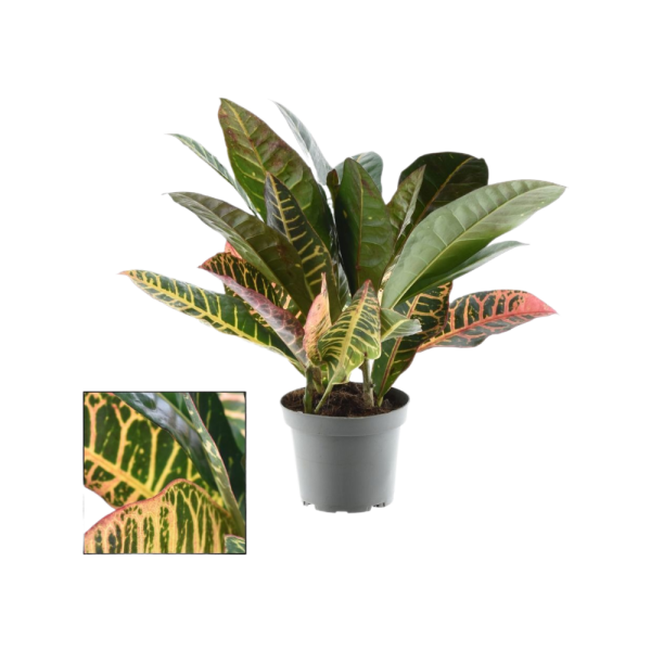 Codiaeum p12 Kopstek Petra 3-5pp