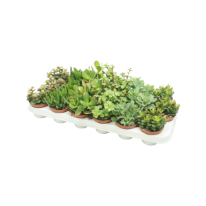 Crassula P8.5 - verschillende soorten per stuk