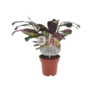 Ctenanthe P12 Burle-Marxii ASP
