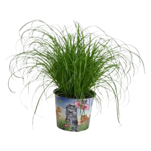 Cyperus alternifolius Zumula