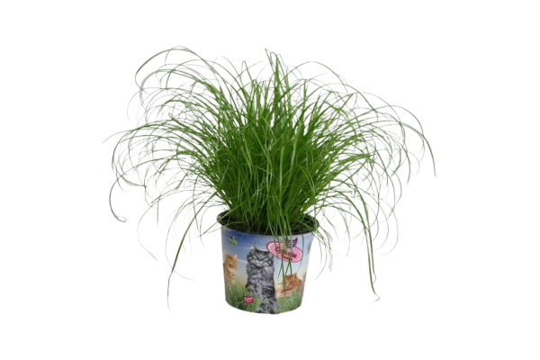 Cyperus alternifolius Zumula