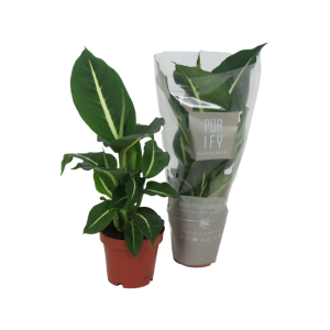 Dieffenbachia Green Magic - P12
