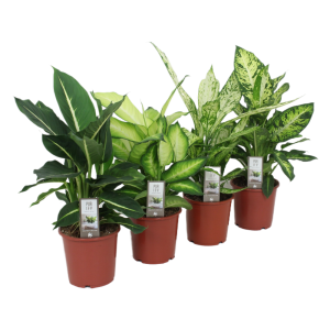 Dieffenbachia P17 Luxe Mix 4 soorten