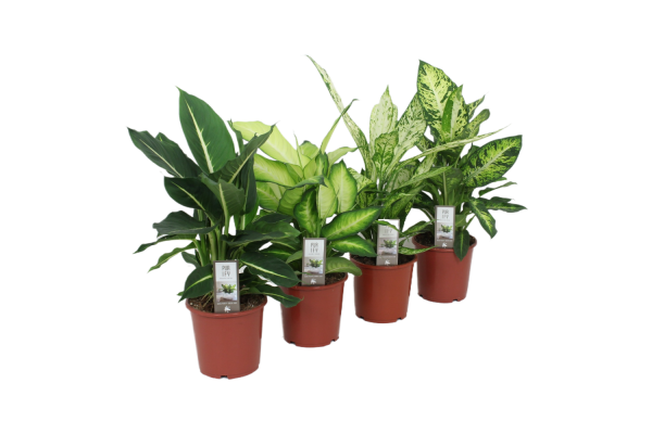 Dieffenbachia P17 Luxe Mix 4 soorten