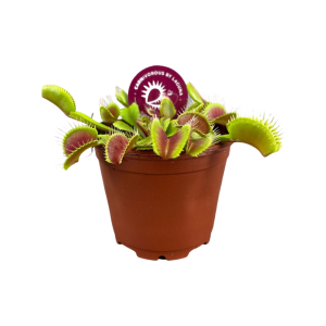 Dionaea Muscipula - P8.5