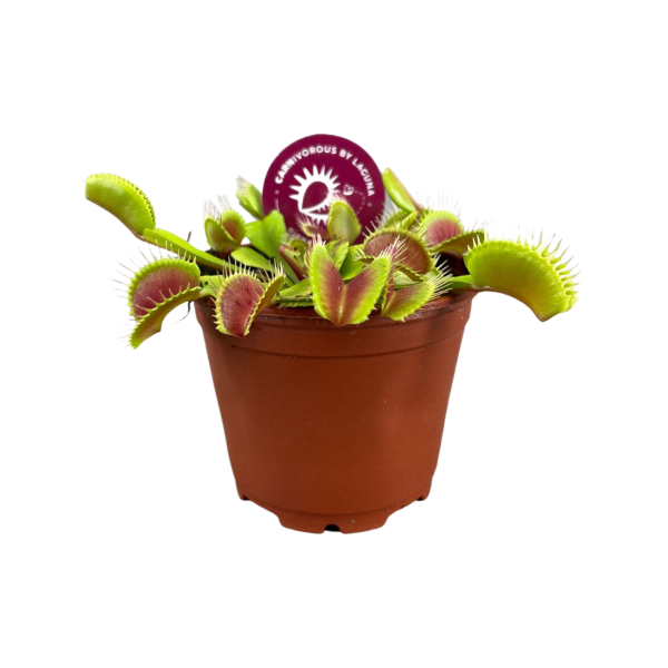 Dionaea Muscipula - P8.5