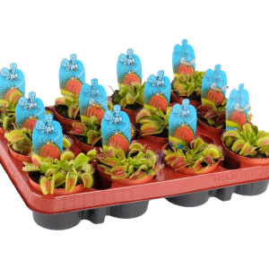 Dionaea muscipula