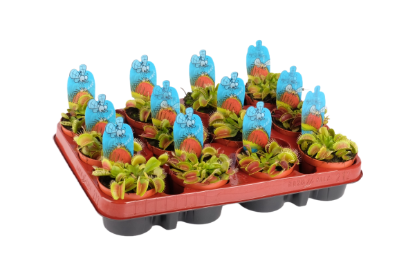 Dionaea muscipula