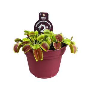 Dionaea muscipula Jumbo