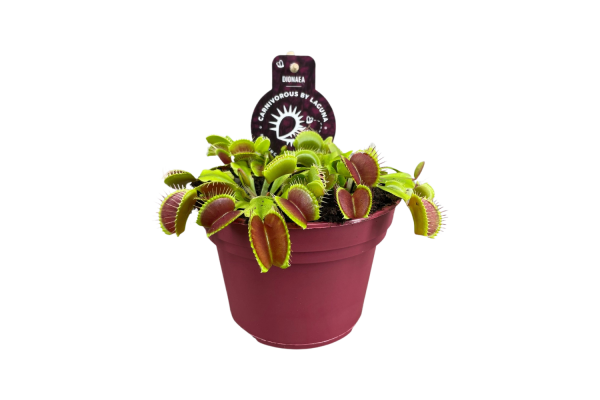 Dionaea muscipula Jumbo