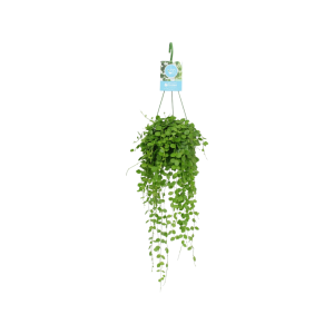 Dischidia Nummularia hangpot