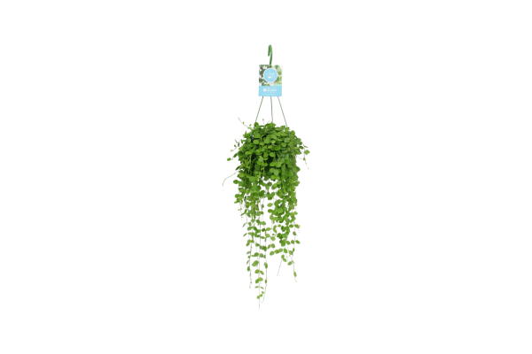 Dischidia Nummularia hangpot