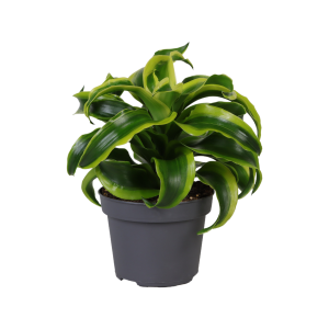 Dracaena Dragontree Tornado - P12