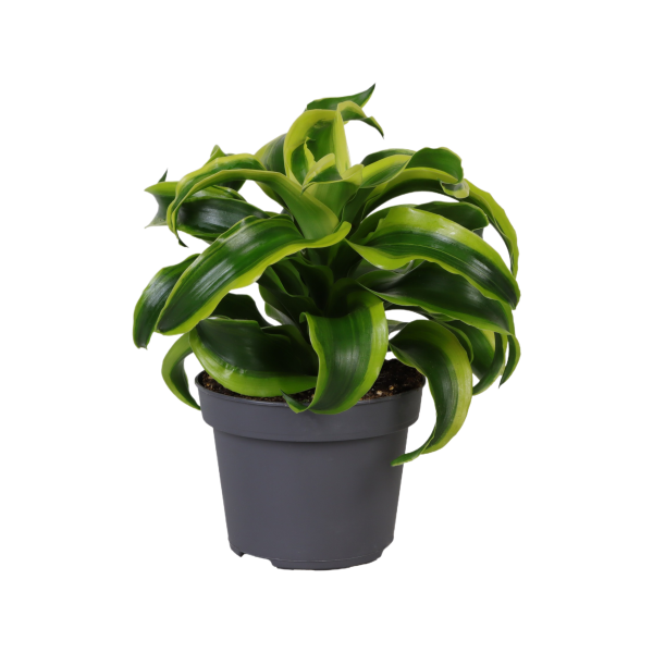 Dracaena Dragontree Tornado - P12