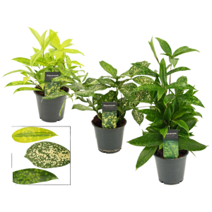 Dracaena P12 - verschillende soorten per stuk