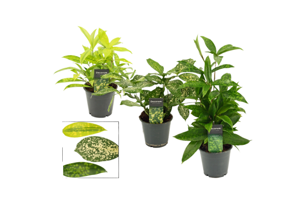 Dracaena P12 - verschillende soorten per stuk
