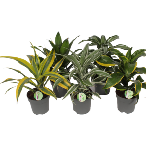 Dracaena P17 Fragrans - verschillende soorten per stuk