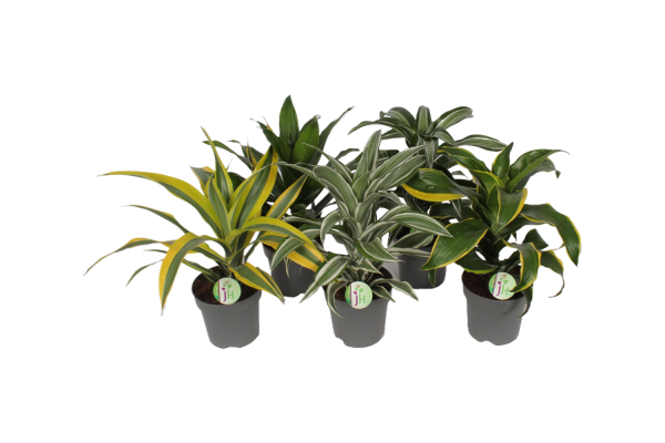 Dracaena P17 Fragrans - verschillende soorten per stuk