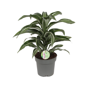 Dracaena Jade Jewel - P17