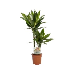 Dracaena P17 Janet Lind 30+10 ASP